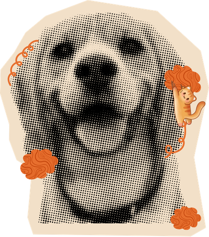 Perro
